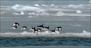 flying_penguins_01.jpg